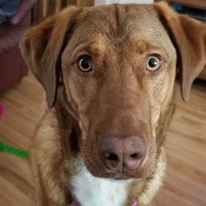 Meet your Posher, Louise